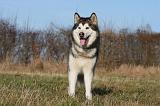 ALASKAN MALAMUTE 840